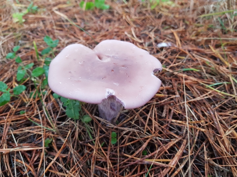 Грибы рядовки синюшки