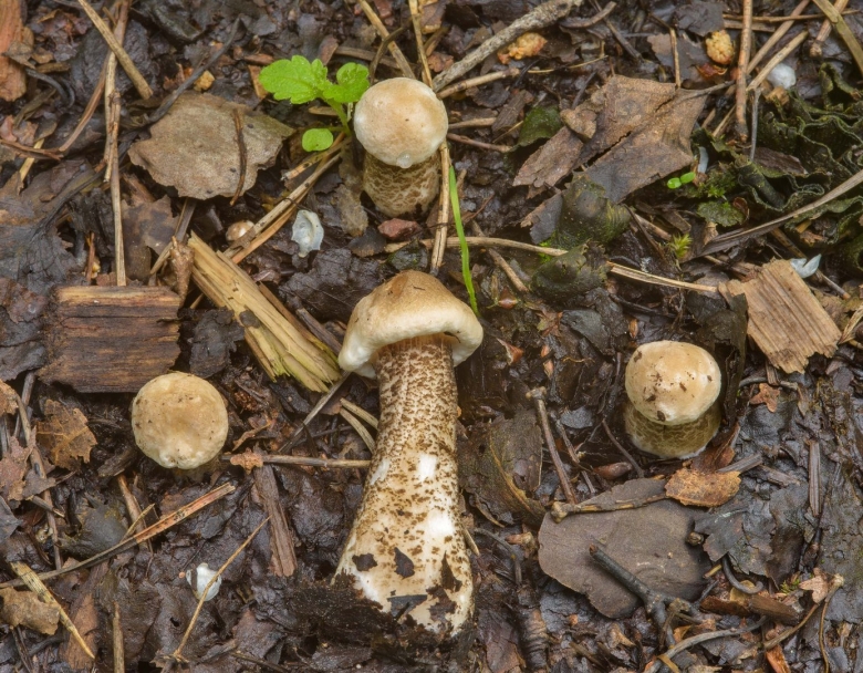 Меланолеука коротконожковая