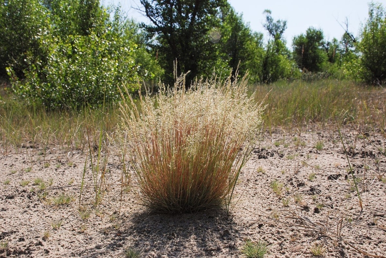 Овсяница овечья Festuca ovina