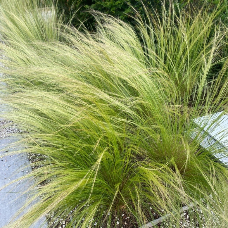 Ковыль Лессинга Stipa lessingiana