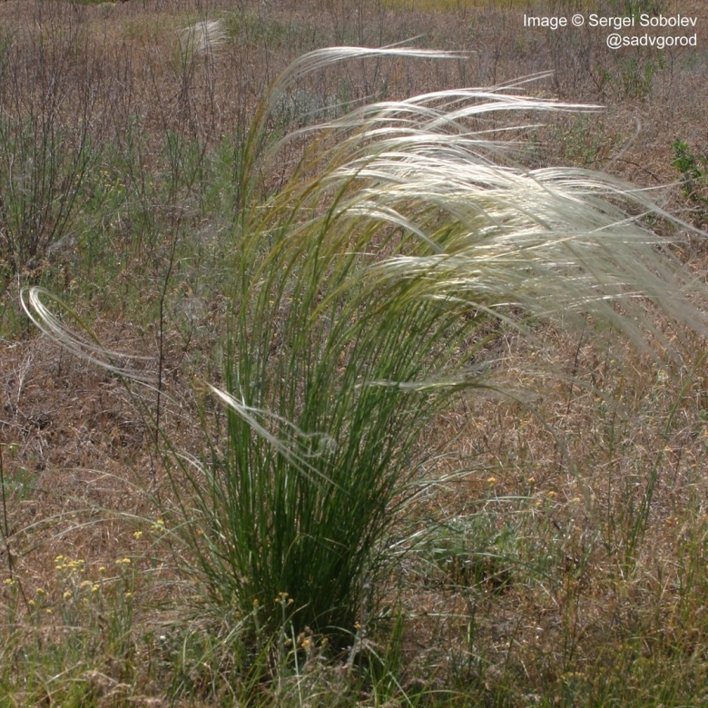 Stipa Tirsa