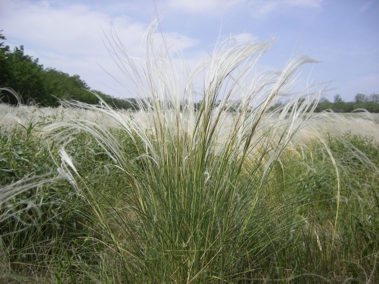 Ковыль Залесского Stipa Zalesskii