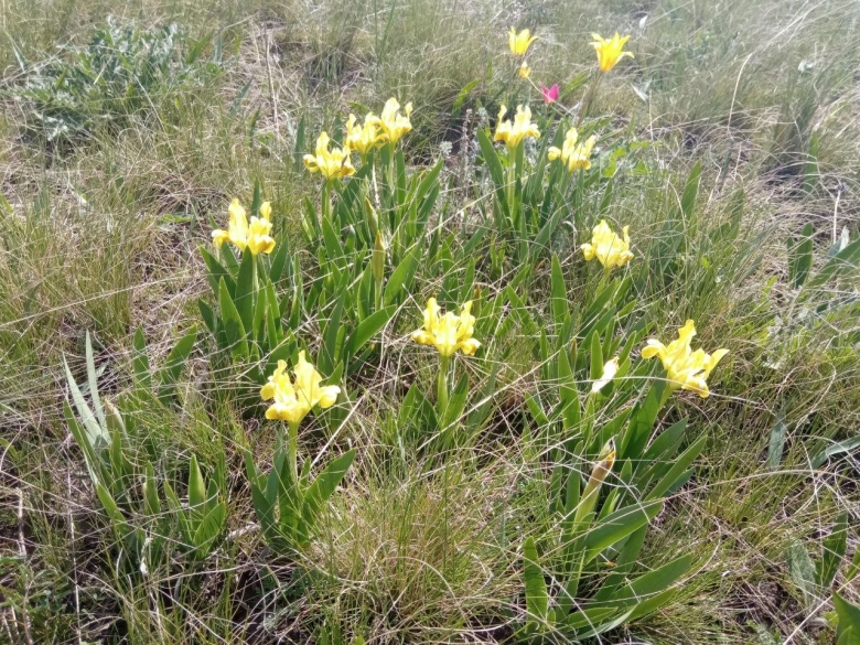Дикие тюльпаны в Саратовской