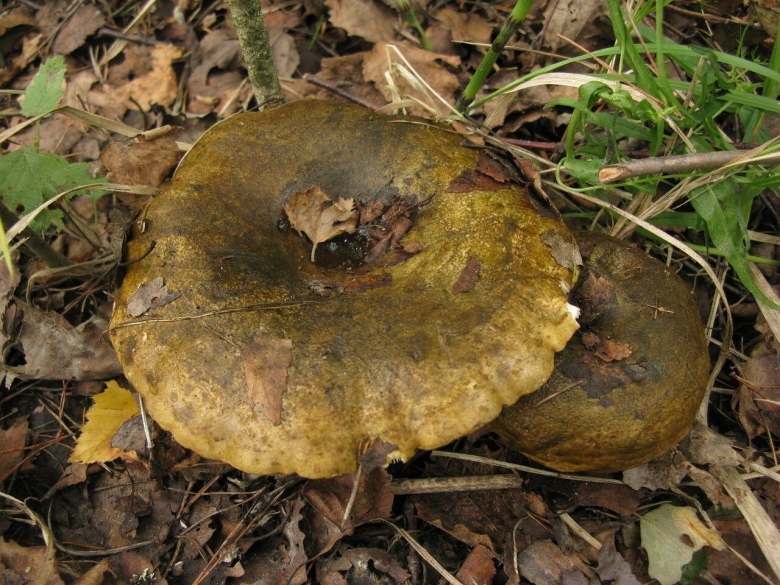 Груздь жёлтый Lactarius scrobiculatus
