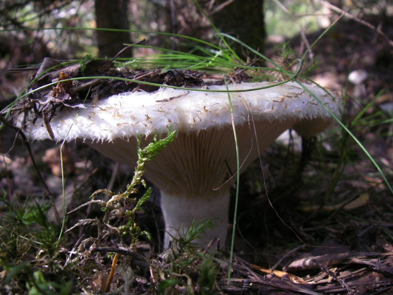 Правский груздь