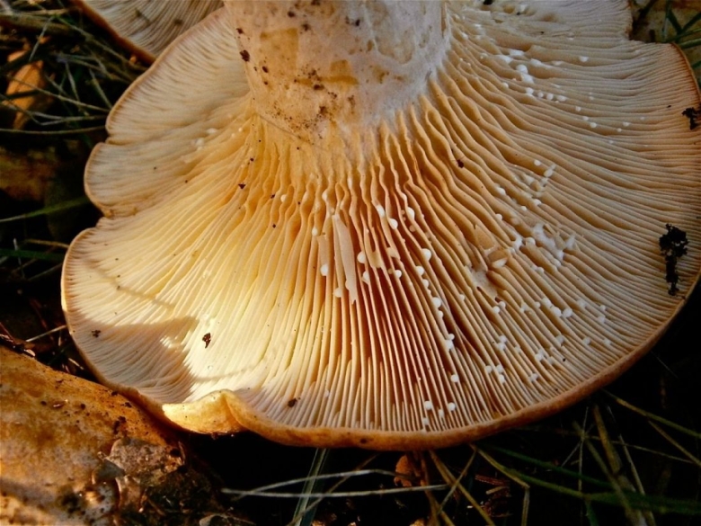 Груздь жёлтый Lactarius scrobiculatus