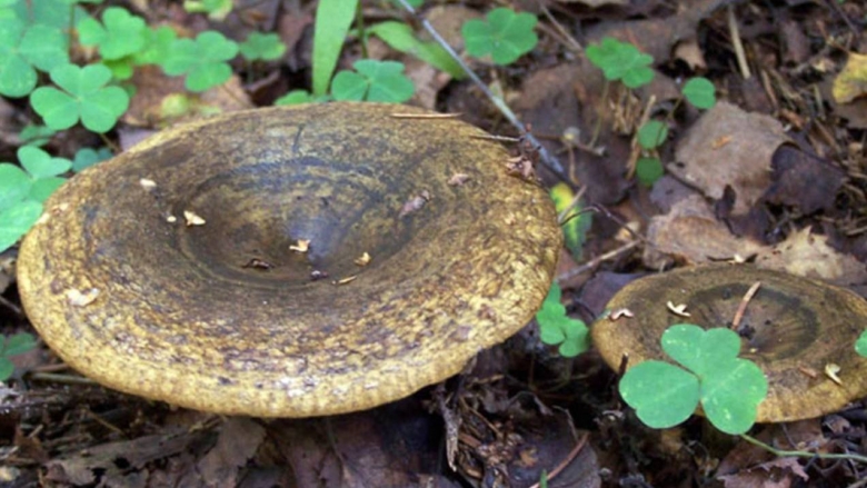 Черный груздь гриб