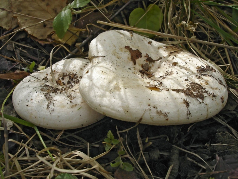 Королевский груздь