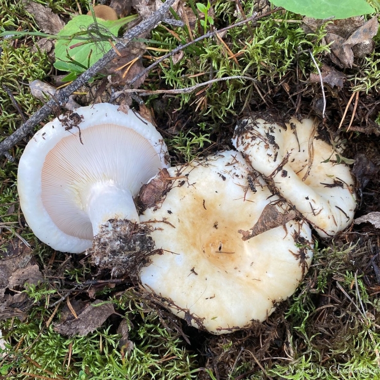 Королевский груздь