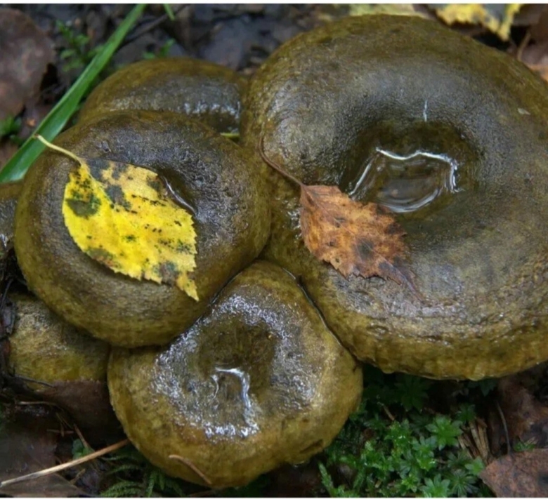 Чернушки грибы фото