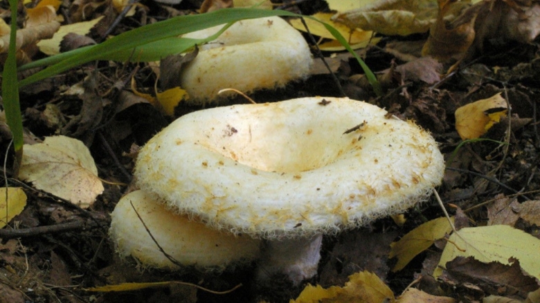 Груздь бахромистый lactarius citriolens