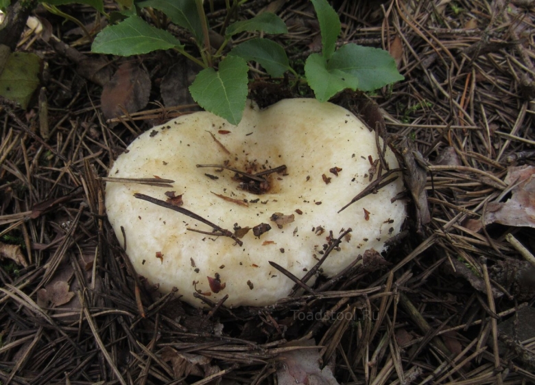 Гриб грузди