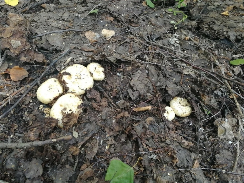 Грузди и похожие на них грибы