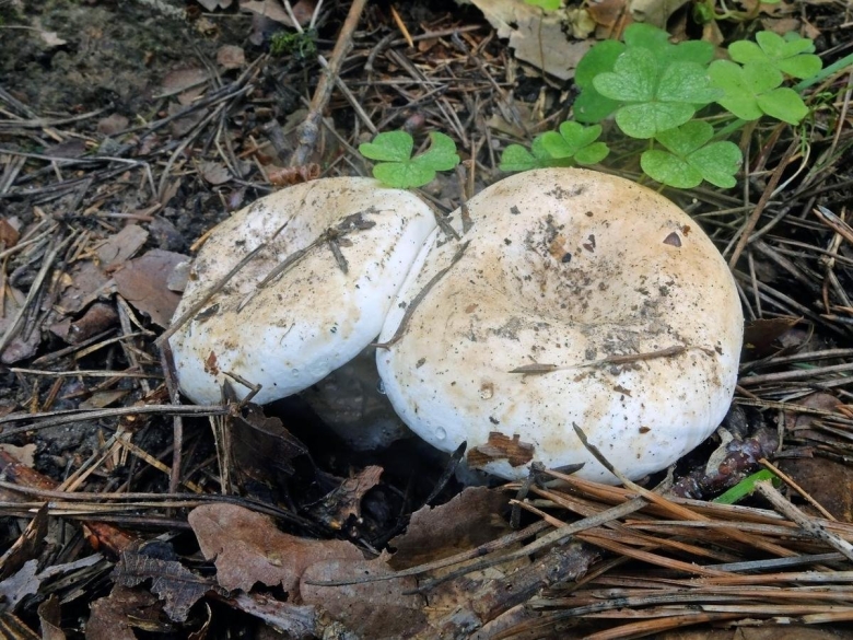 Скрипица lactarius vellereus.