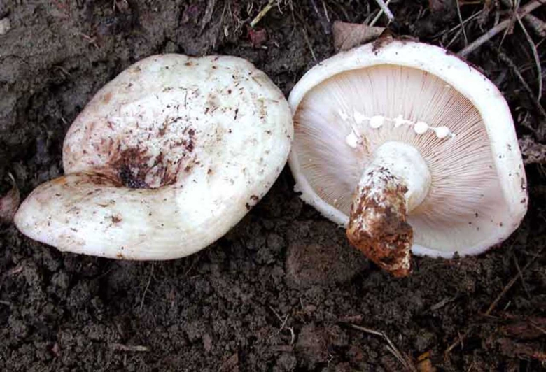 Белый груздь ложный и настоящий