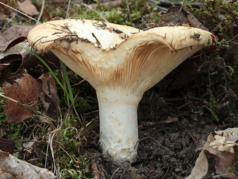 Груздь водозональный Lactarius aquizonatus