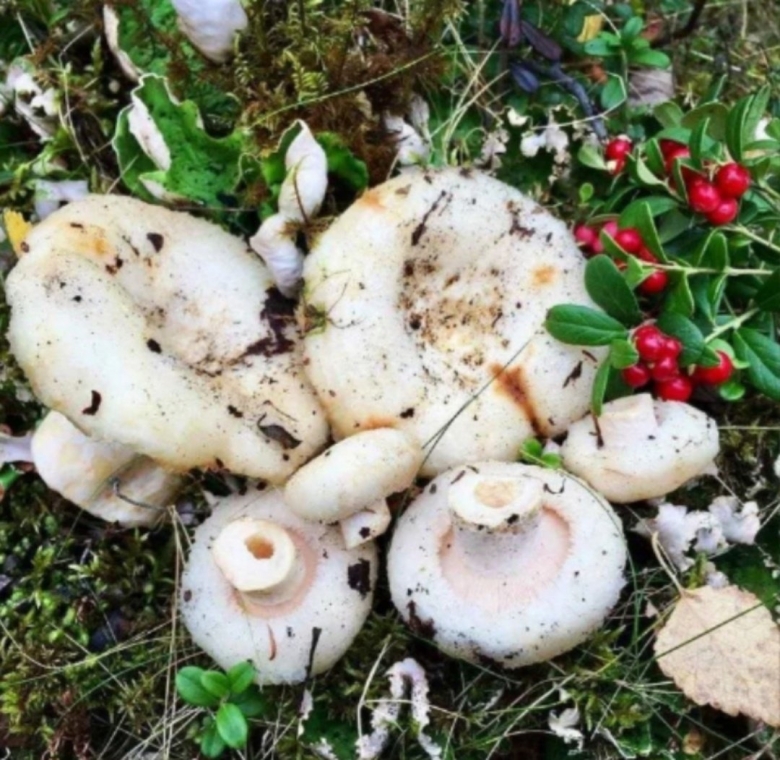 Груздь водянистозоновый (lactarius aquizonatus)