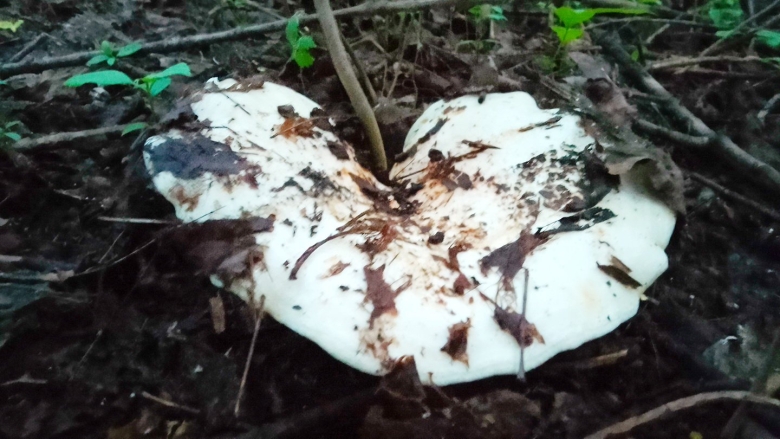 Обои фото грузди в лесу