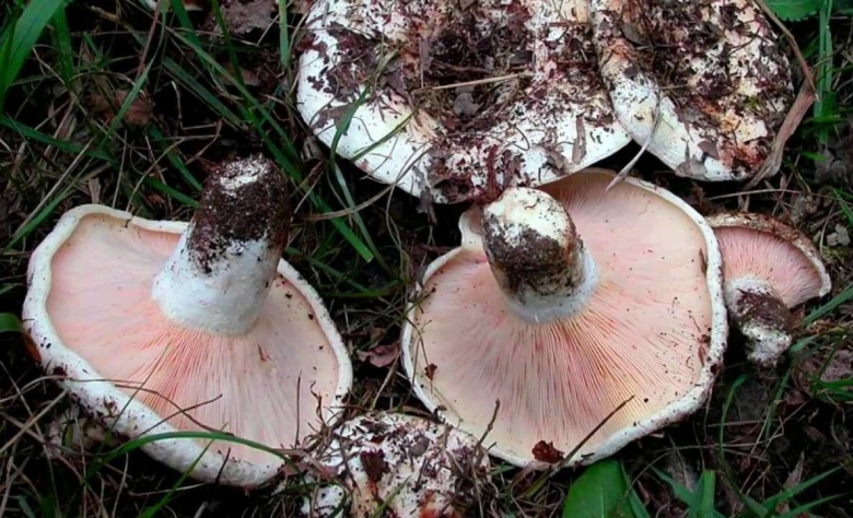 Подгруздок белый ложный