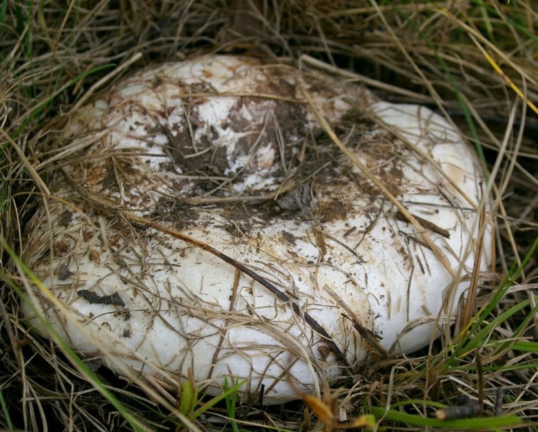 Грузди Уральские