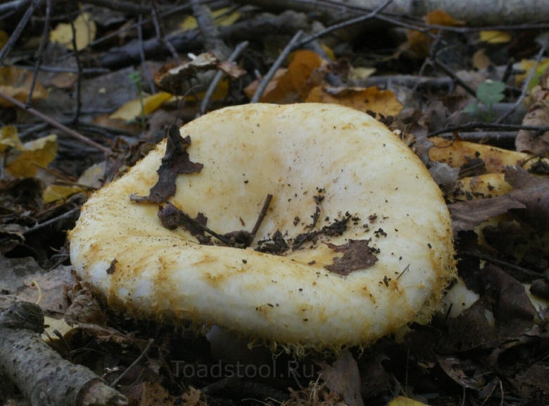 Груздь бахромистый