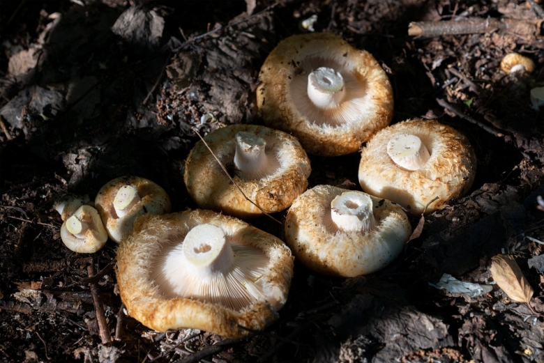 Груздь настоящий