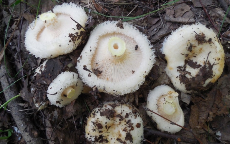 Груздь белый водянистозоновый