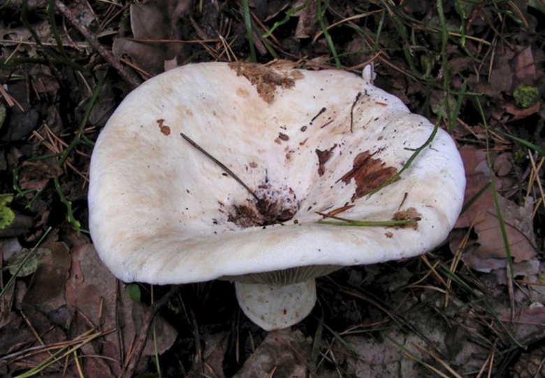 Белый груздь