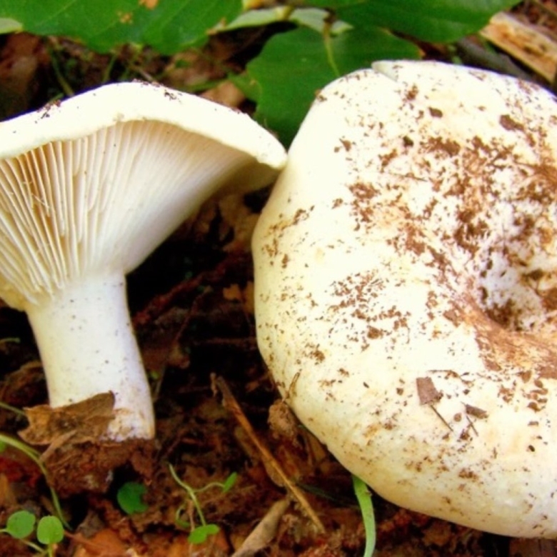 Гриб белый груздь