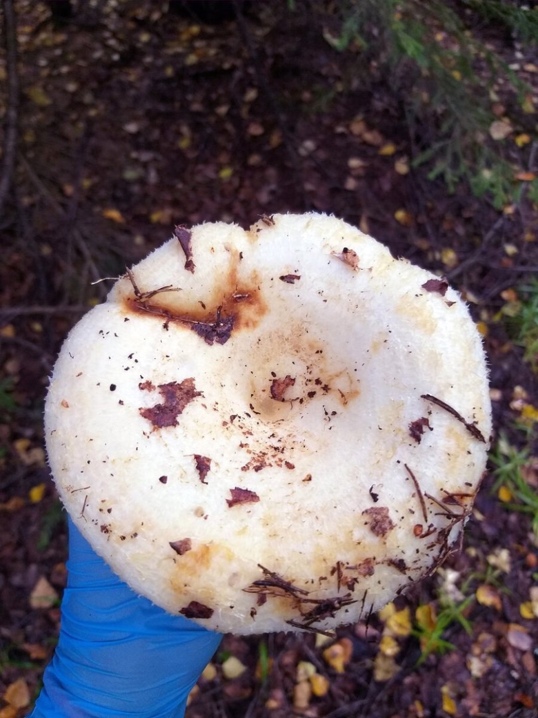 Гриб белый груздь