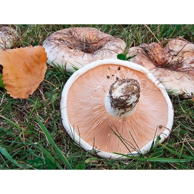Осиновый груздь lactarius controversus