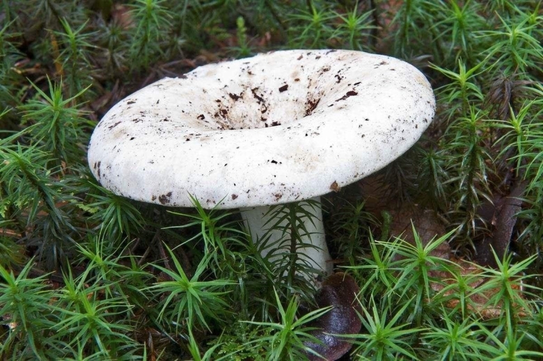 Russula delica (подгруздок белый)