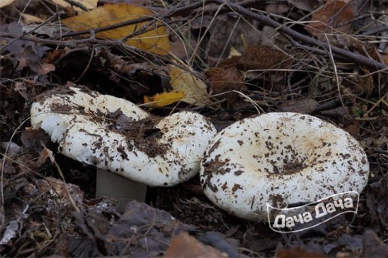 Гриб подгруздок белый ложный