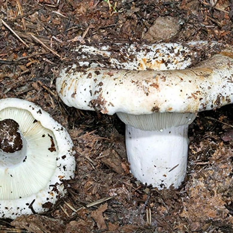 Подгруздок белый