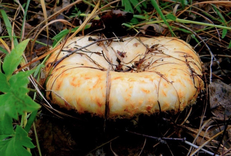 Груздь осиновый Тополевый