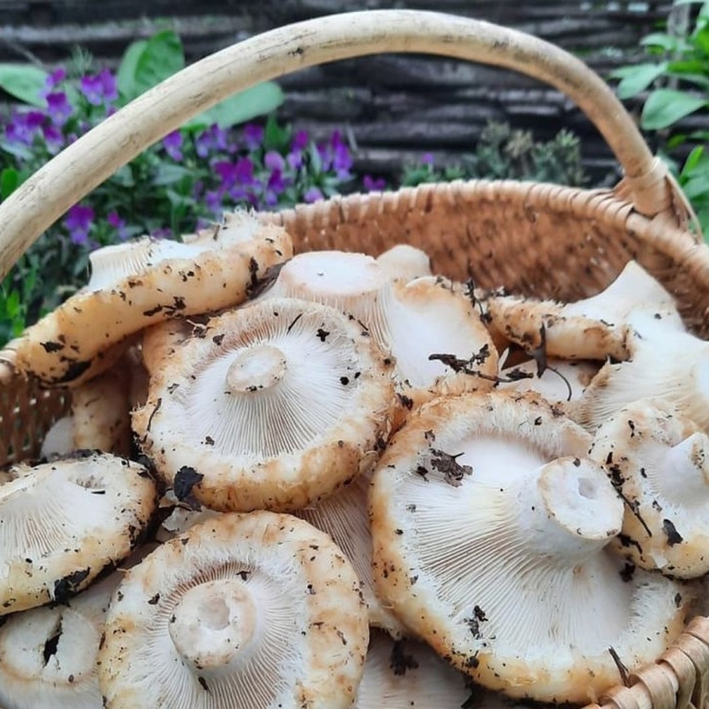 Гриб правский груздь