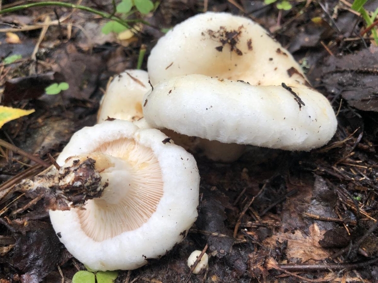 Груздь гриб съедобный