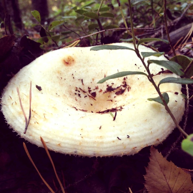 Королевский груздь