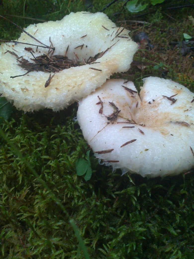 Волнушка белая Lactarius pubescens