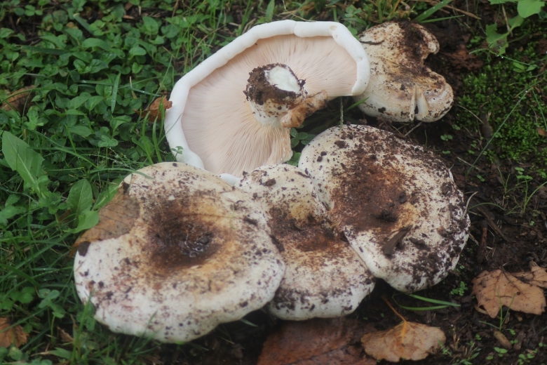Груздь жёлтый Lactarius scrobiculatus