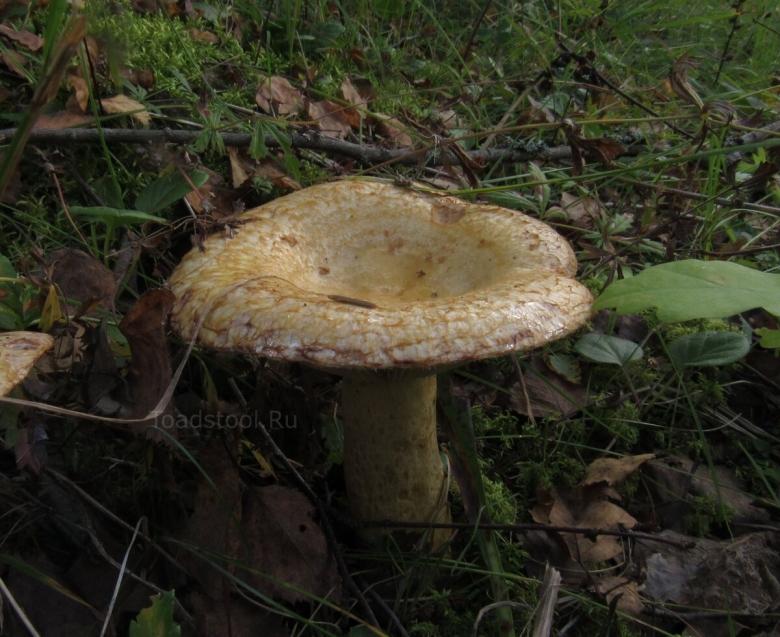 Ельничные грибы фото