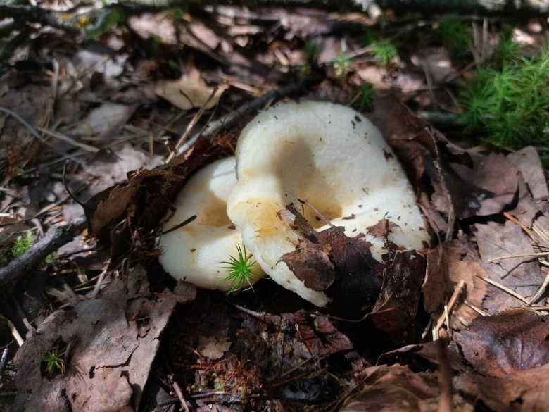 Гриб груздь белый