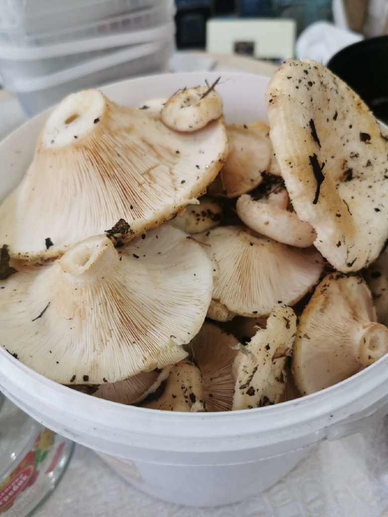 Белый груздь Приморье