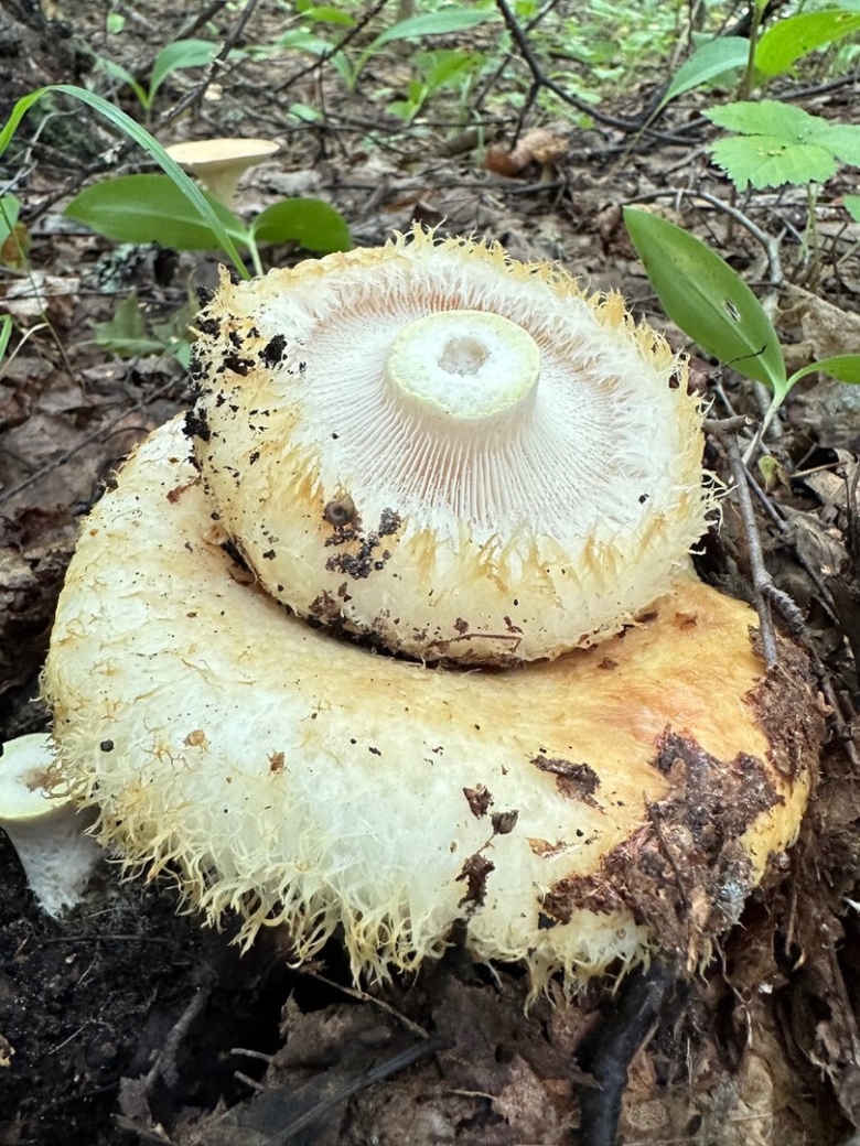 Lactarius citriolens