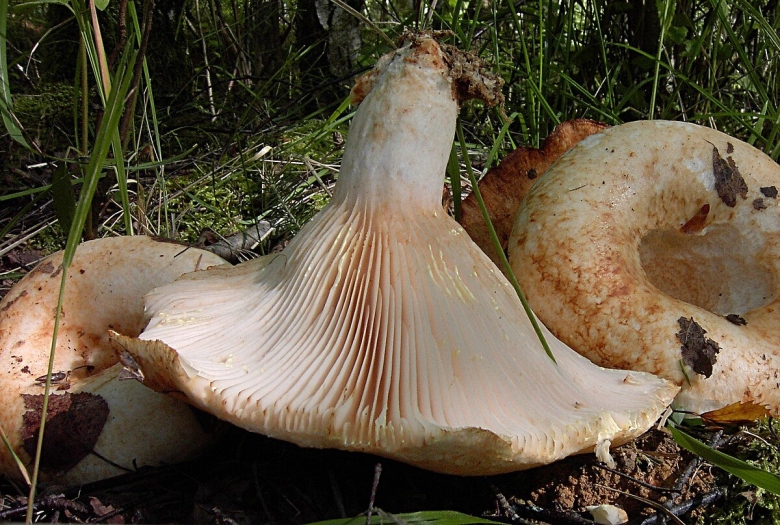 Груздь бахромистый Lactarius citriolens