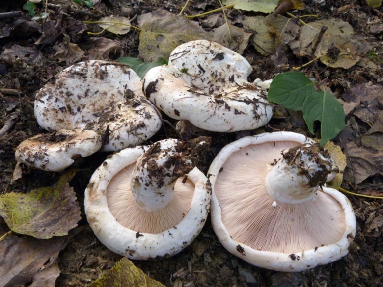 Груздь подгруздок млечник