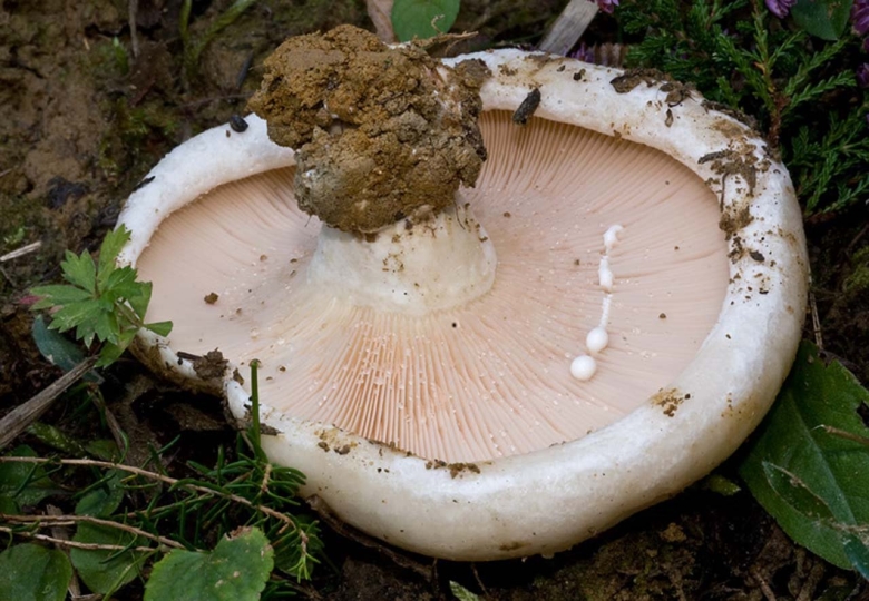 Груздь белый ложный