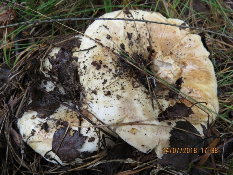 Подгруздок белый чернеющий