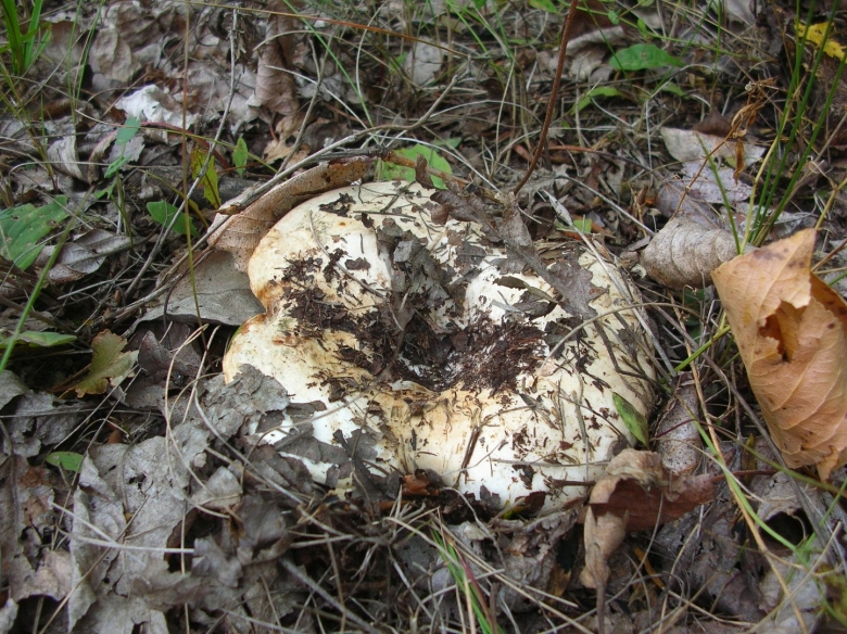 Грибы грузди подтопольники