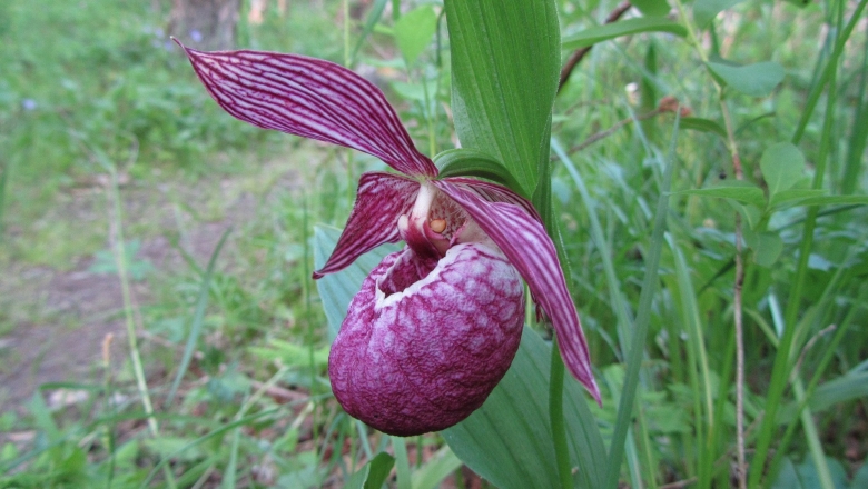 Венерин башмачок шансийский